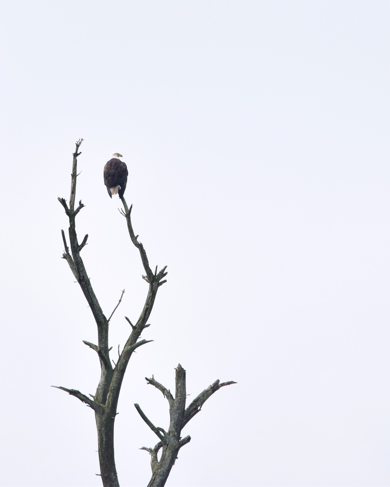 Illustration for article titled Juvenille Bald Eagles